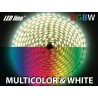Taśma LED RGB+W wielokolorowa & biała 300xSMD5060 LedLine - 5m