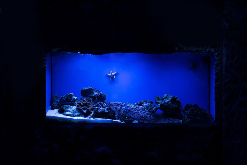 Moduły LED do akwarium