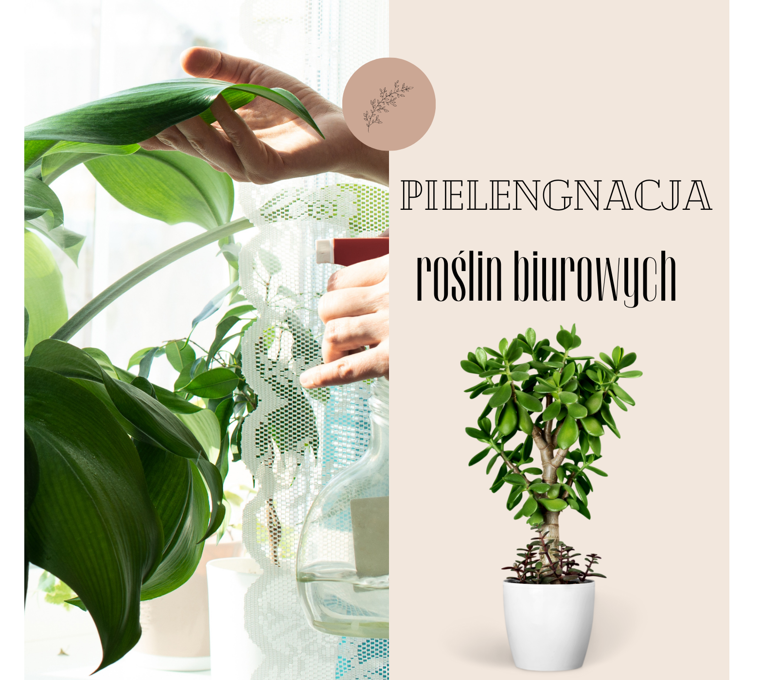Pielęgnacja roślin biurowych